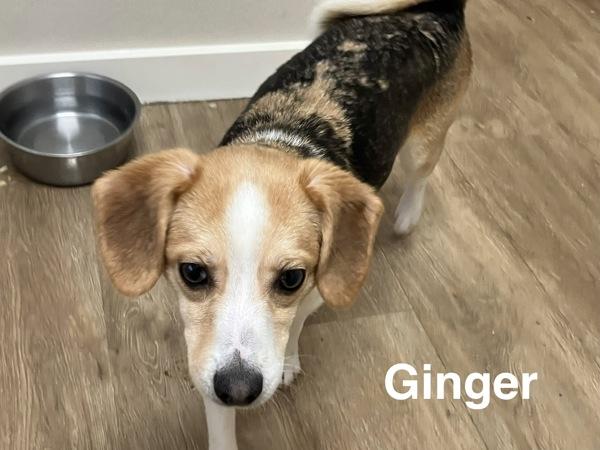 Enlarge Ginger, a Adoptable mixed breed in McMinnville, OR image 2/2