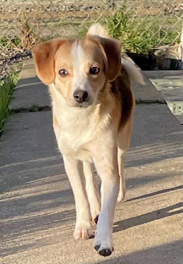 Enlarge Ginger, a Adoptable mixed breed in McMinnville, OR image 1/2