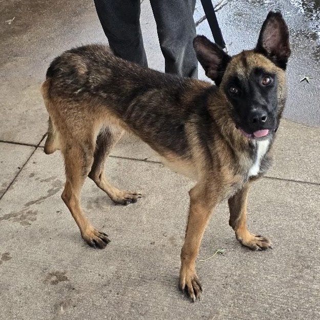 Enlarge Mallie - Taking Applications, a Adoptable Belgian Shepherd / Malinois in Waterloo, IA image 4/4