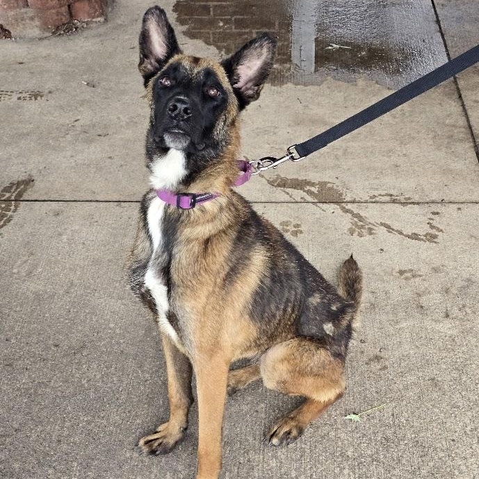 Enlarge Mallie - Taking Applications, a Adoptable Belgian Shepherd / Malinois in Waterloo, IA image 3/4