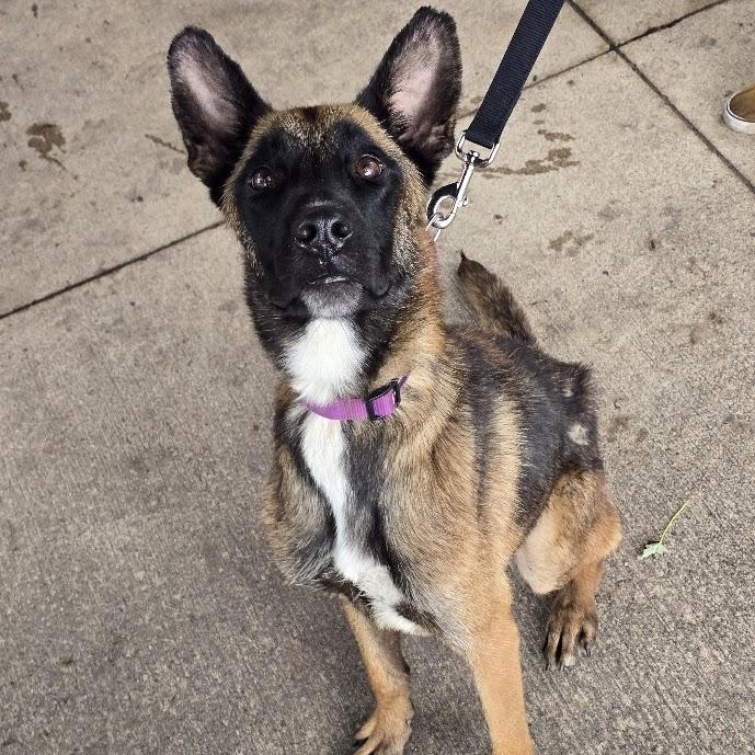 Enlarge Mallie - Taking Applications, a Adoptable Belgian Shepherd / Malinois in Waterloo, IA image 2/4