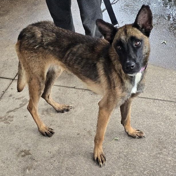 Mallie - Taking Applications, Adoptable, Young Female Belgian Shepherd / Malinois.
