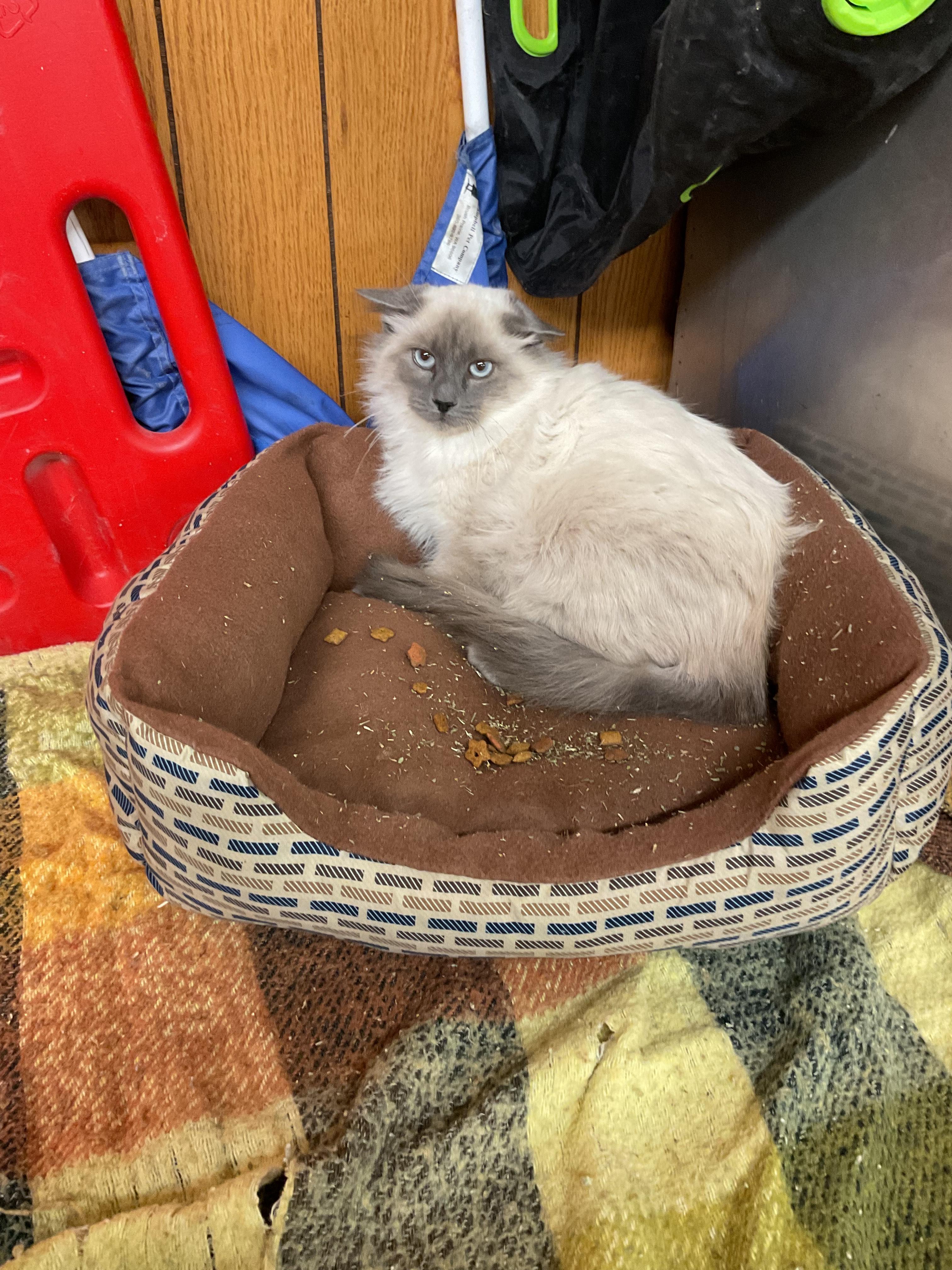 Shrek, Adoptable, Young Male Domestic Short Hair.