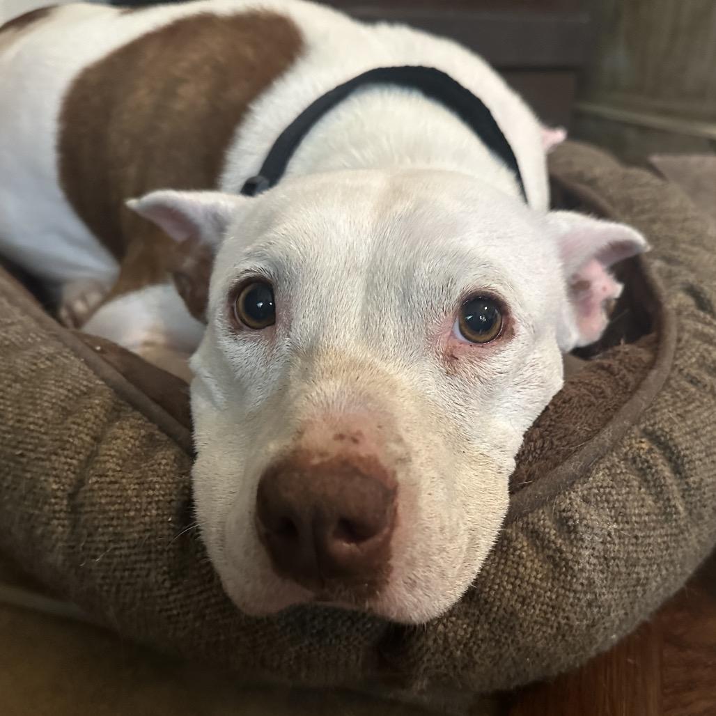 Girly, Adoptable, Senior Female Pit Bull Terrier & Mixed Breed.
