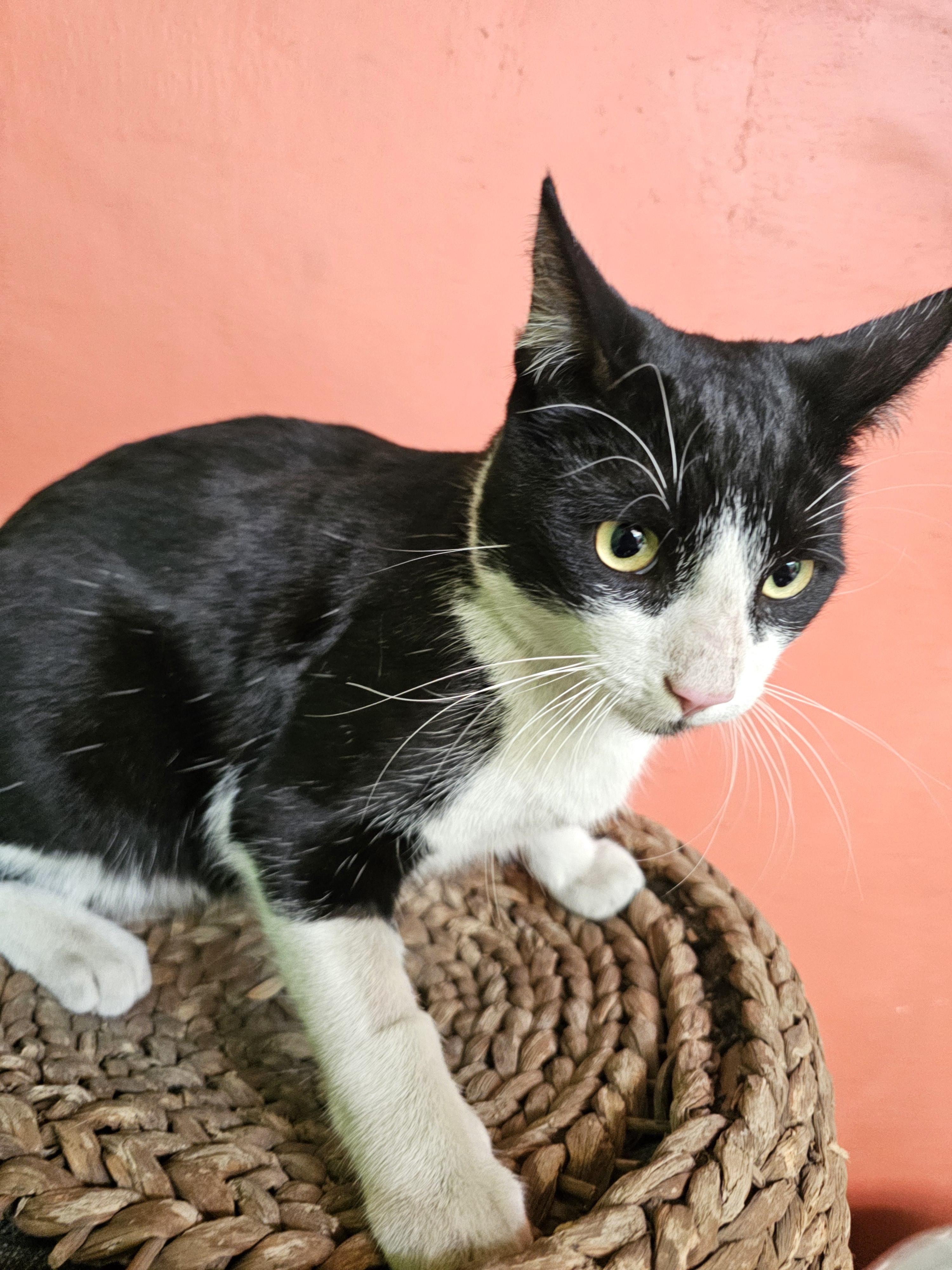 Vaquita (7) — thumbnail 4