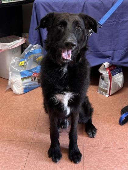Lucky, Adoptable, Young Male Schnauzer & Flat-Coated Retriever.