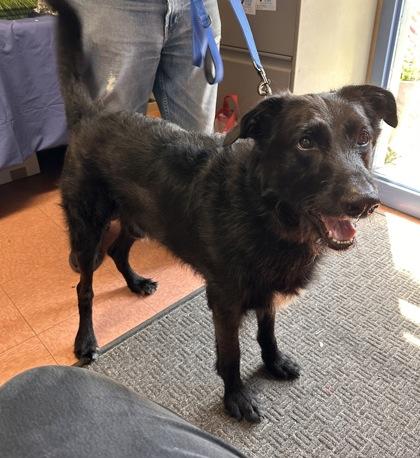 Enlarge Lucky, a Adoptable mixed breed in Bridgewater, NJ image 2/3