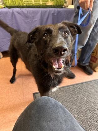 Enlarge Lucky, a Adoptable mixed breed in Bridgewater, NJ image 3/3