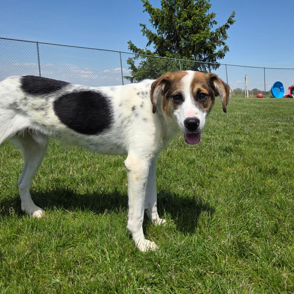 Finley, Adoptable, Young Male Hound.