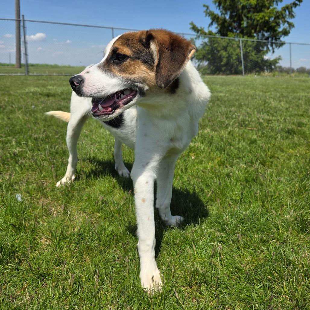 Finley, a Adoptable Hound in Pontiac, IL image 2/6
