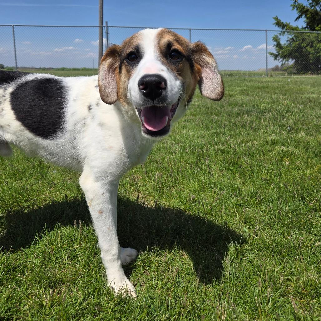 Finley, a Adoptable Hound in Pontiac, IL image 3/6