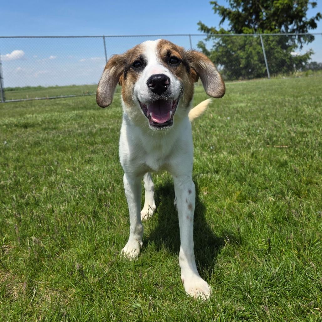 Finley, a Adoptable Hound in Pontiac, IL image 4/6