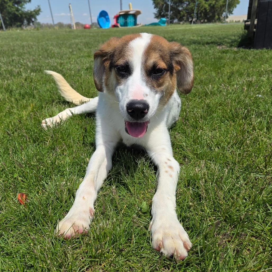 Finley, a Adoptable Hound in Pontiac, IL image 5/6