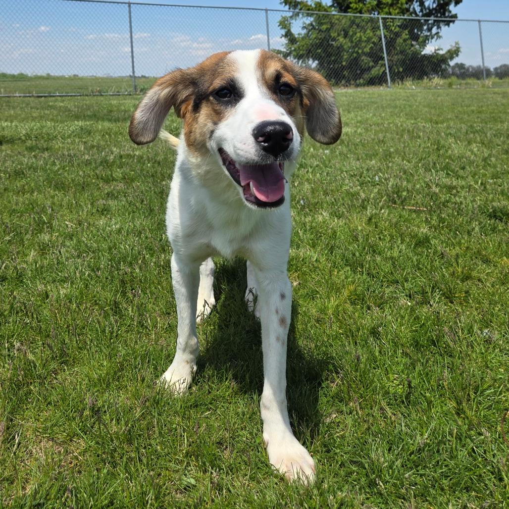 Finley, a Adoptable Hound in Pontiac, IL image 6/6