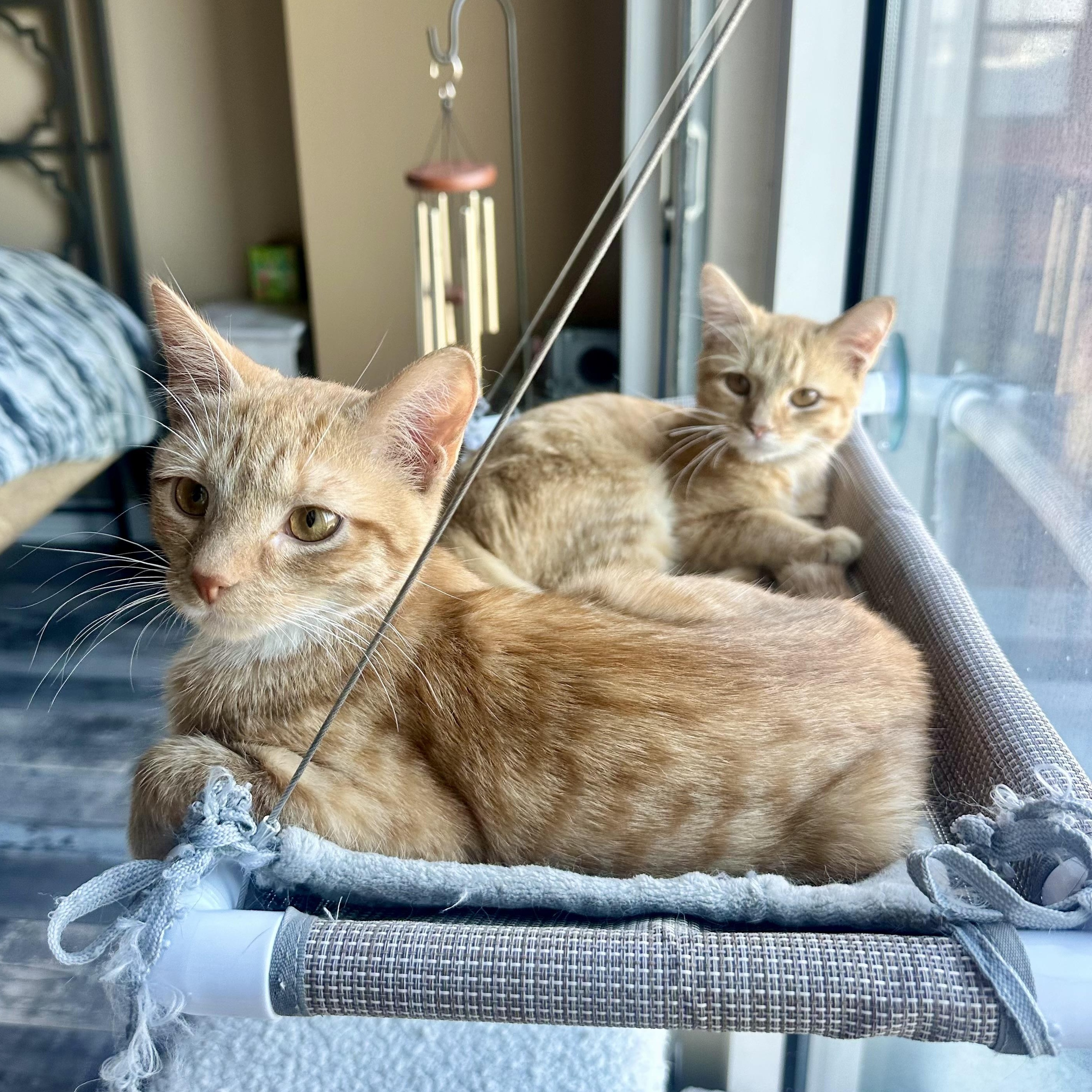 Enlarge Top Knot, a Adoptable Domestic Short Hair in Richmond, VA image 1/2