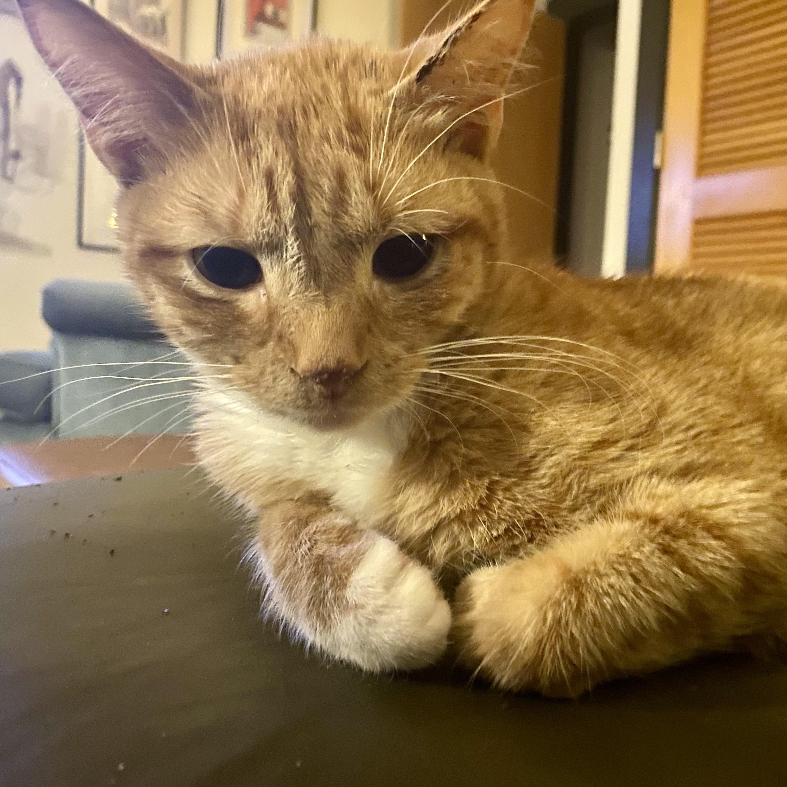 Enlarge Top Knot, a Adoptable Domestic Short Hair in Richmond, VA image 4/4