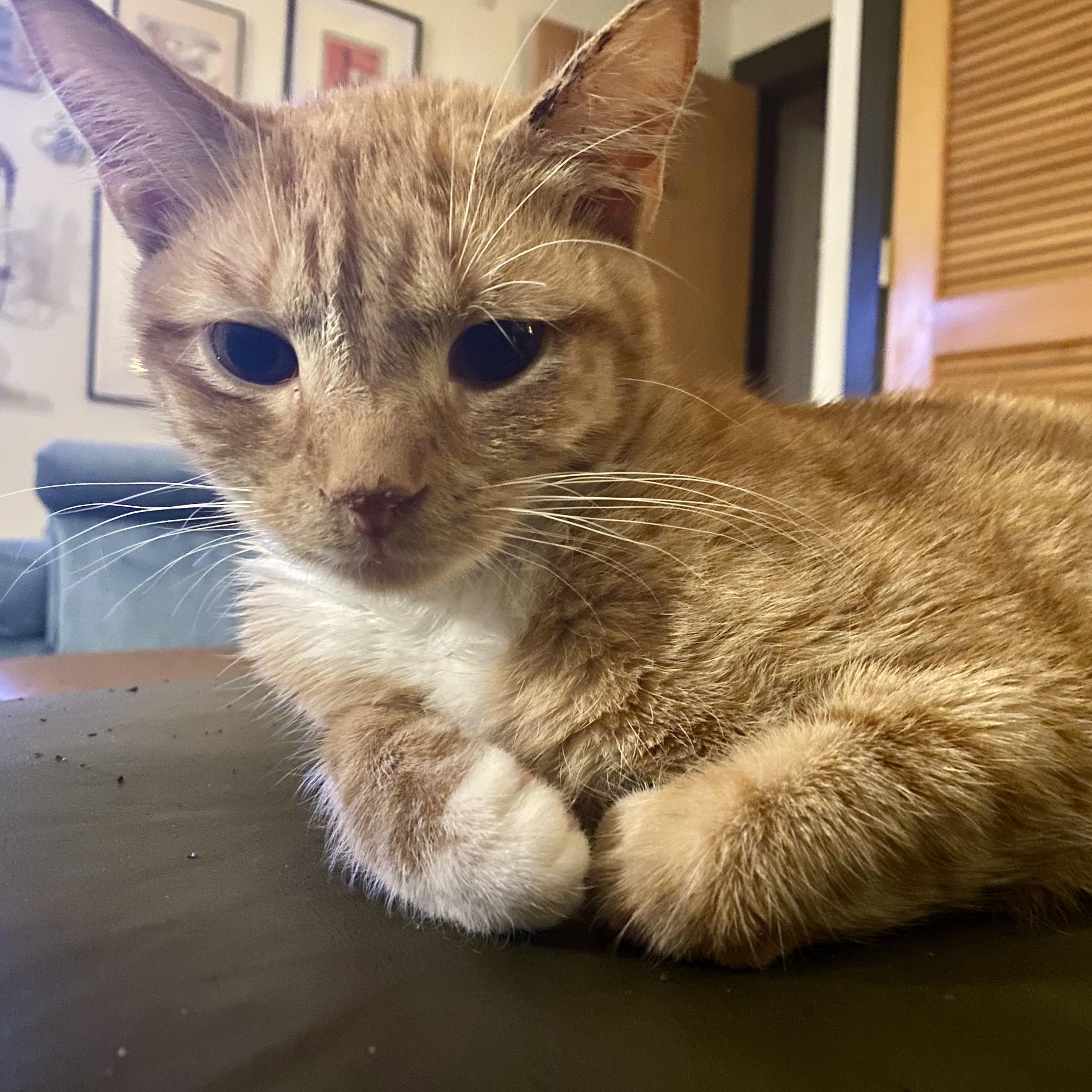 Top Knot, Adoptable, Young Female Domestic Short Hair.