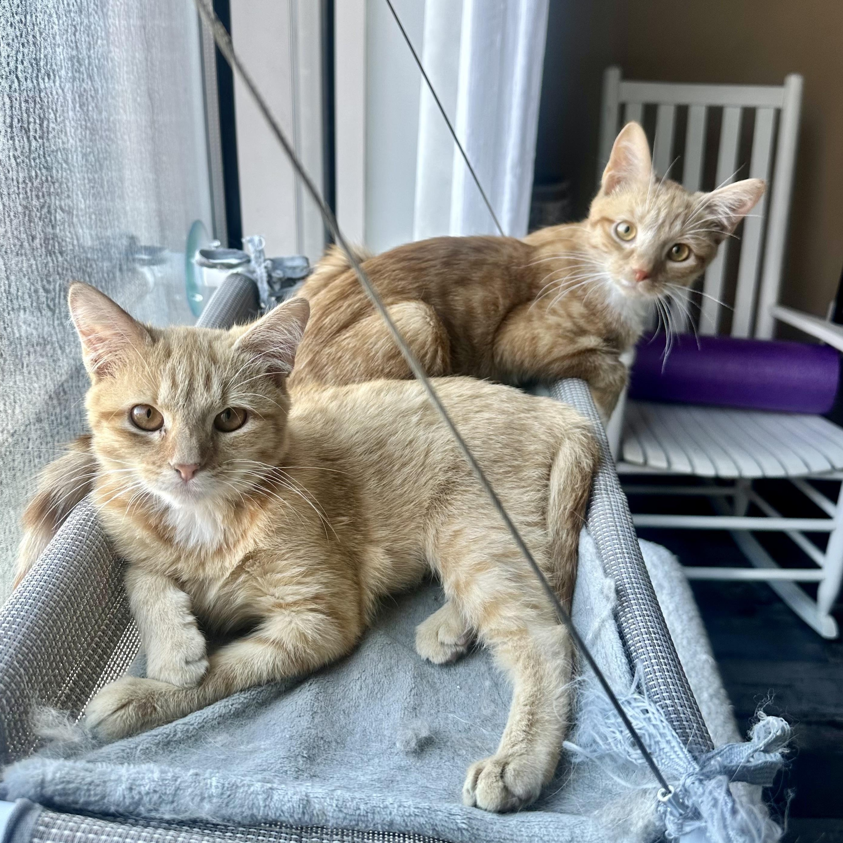 Enlarge Top Knot, a Adoptable Domestic Short Hair in Richmond, VA image 2/2