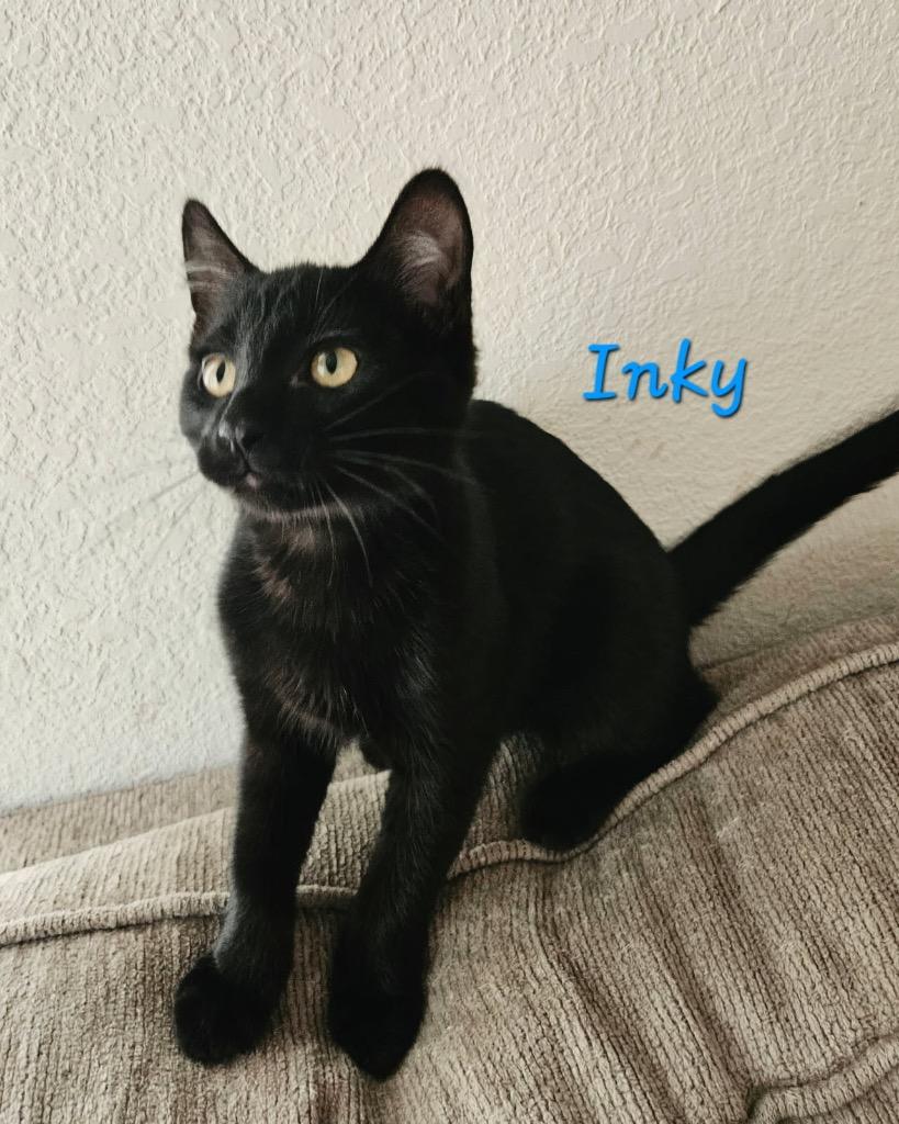 Inky / Dot, Adoptable, Kitten Male Domestic Short Hair.