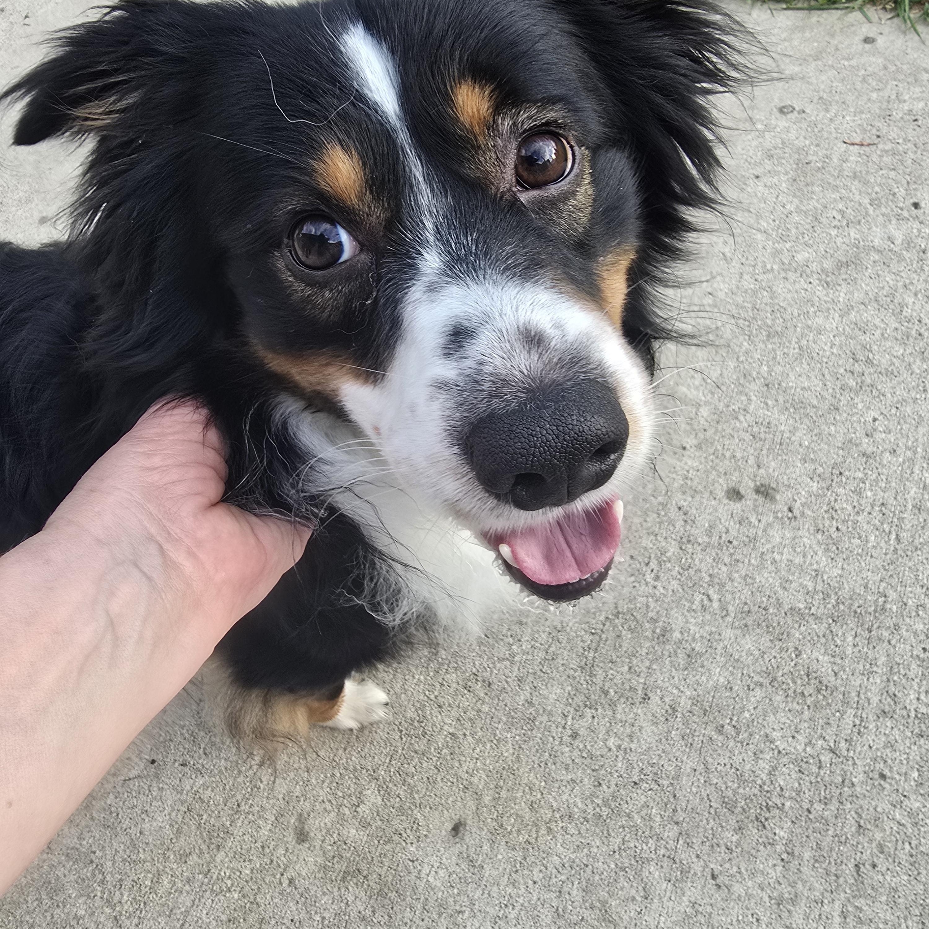 Duke, an adoptable Australian Shepherd in Jamestown, ND, 58401 | Photo Image 6