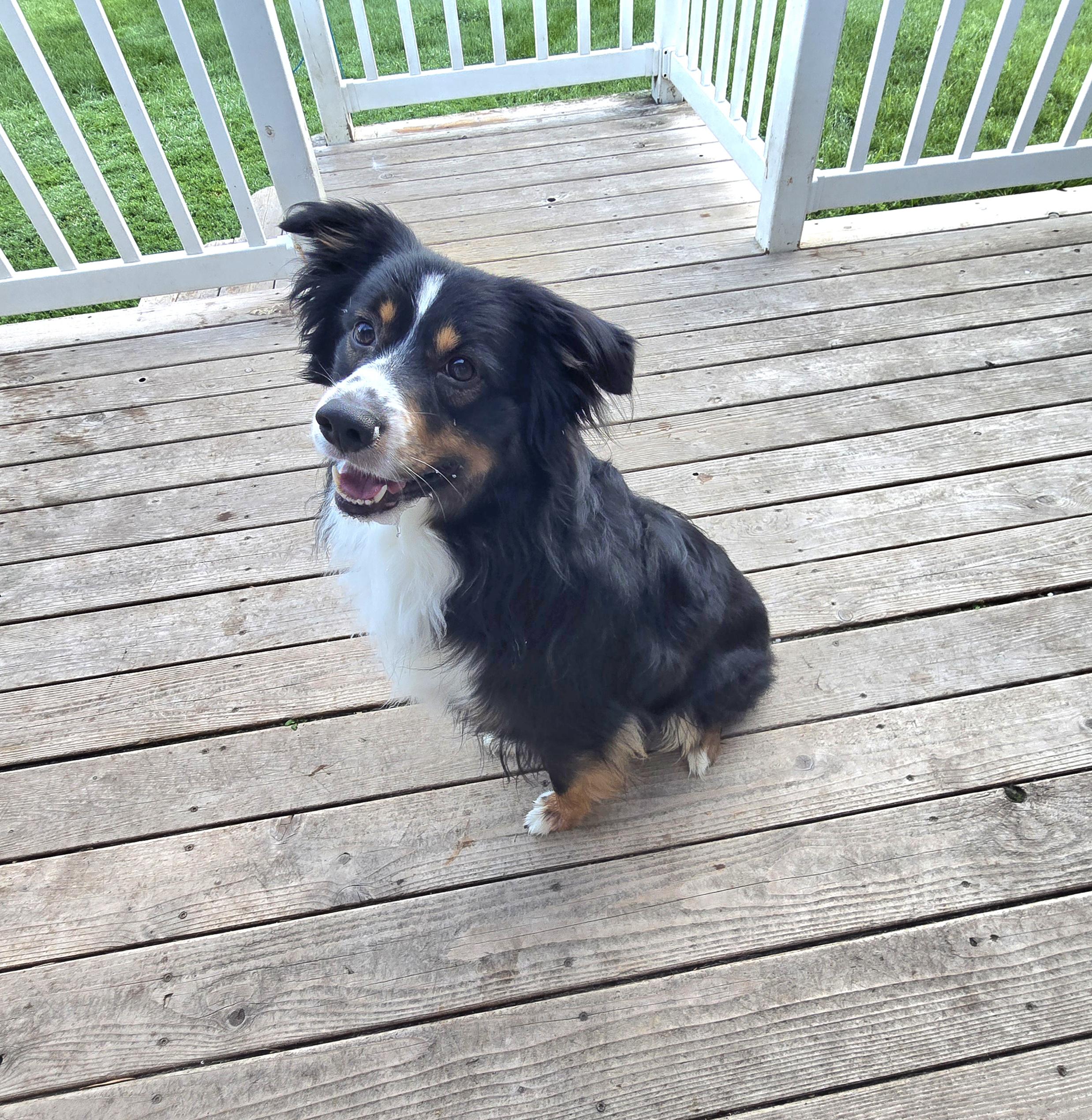 Duke, an adoptable Australian Shepherd in Jamestown, ND, 58401 | Photo Image 2