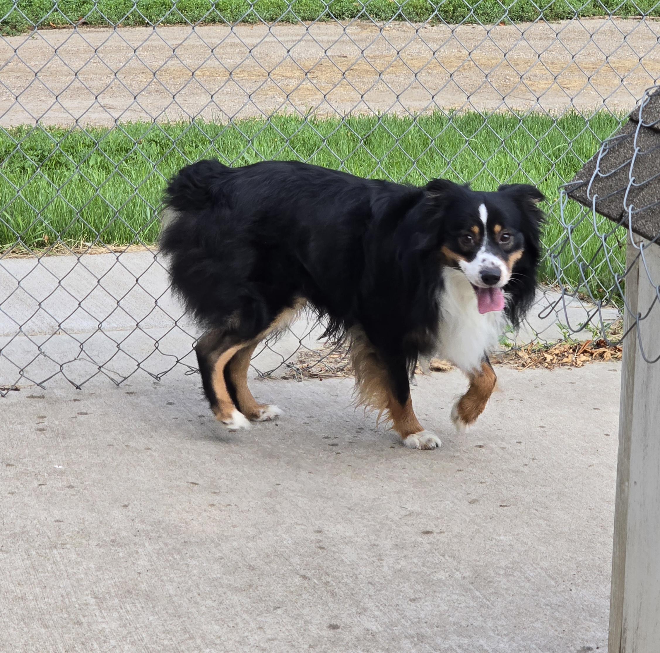Duke, an adoptable Australian Shepherd in Jamestown, ND, 58401 | Photo Image 3