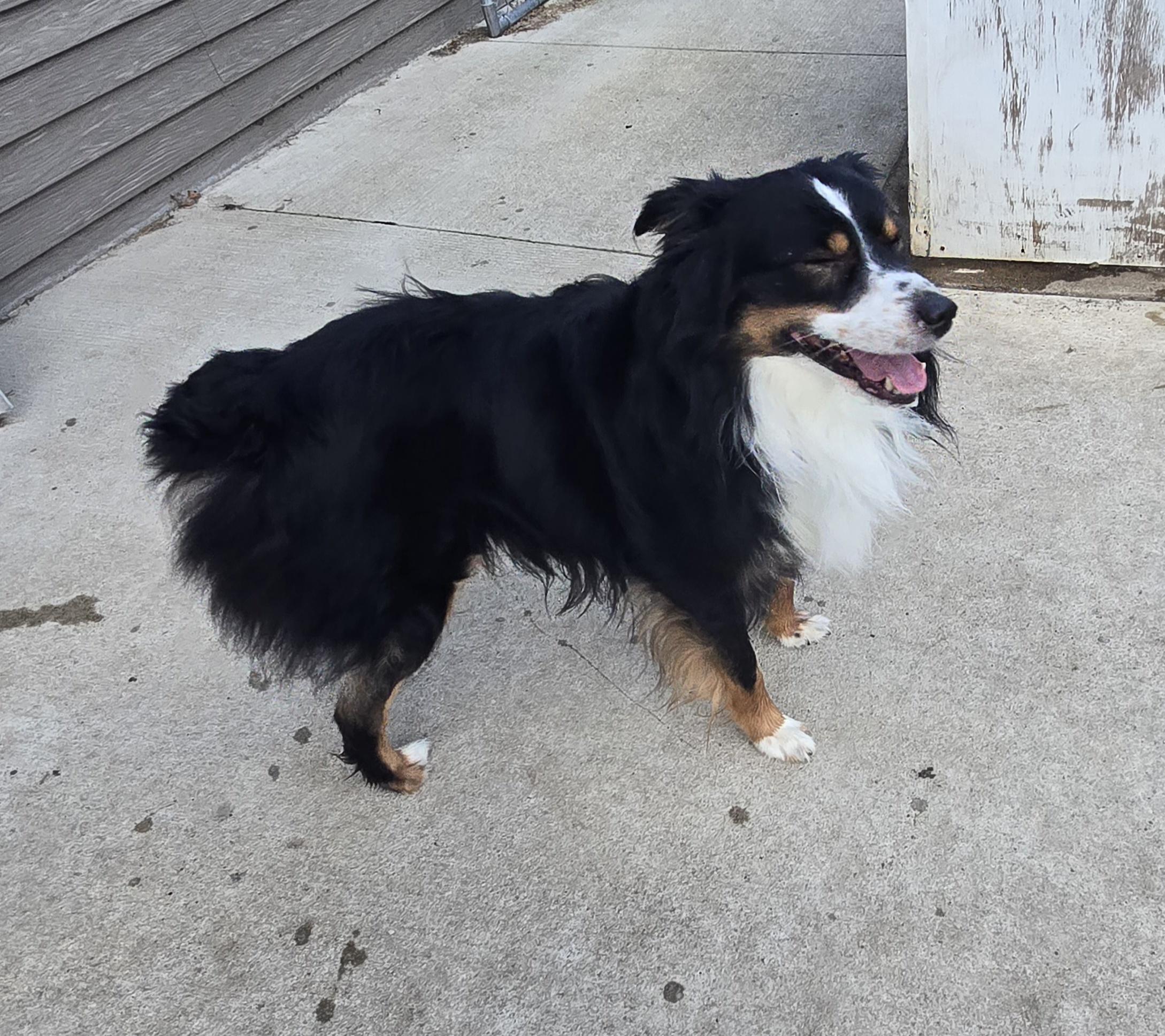 Duke, an adoptable Australian Shepherd in Jamestown, ND, 58401 | Photo Image 4