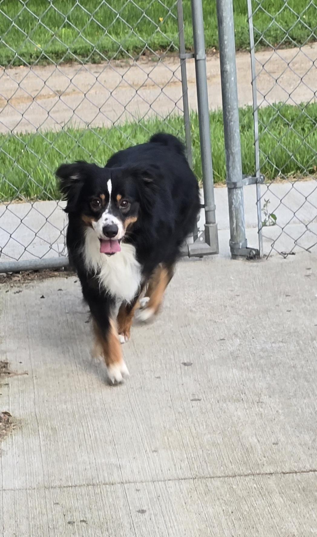 Duke, an adoptable Australian Shepherd in Jamestown, ND, 58401 | Photo Image 5