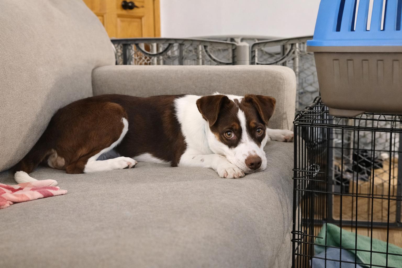 Enlarge Romeo & Juliet, a ADOPTABLE Mixed Breed in Kenosha, WI image 4/5