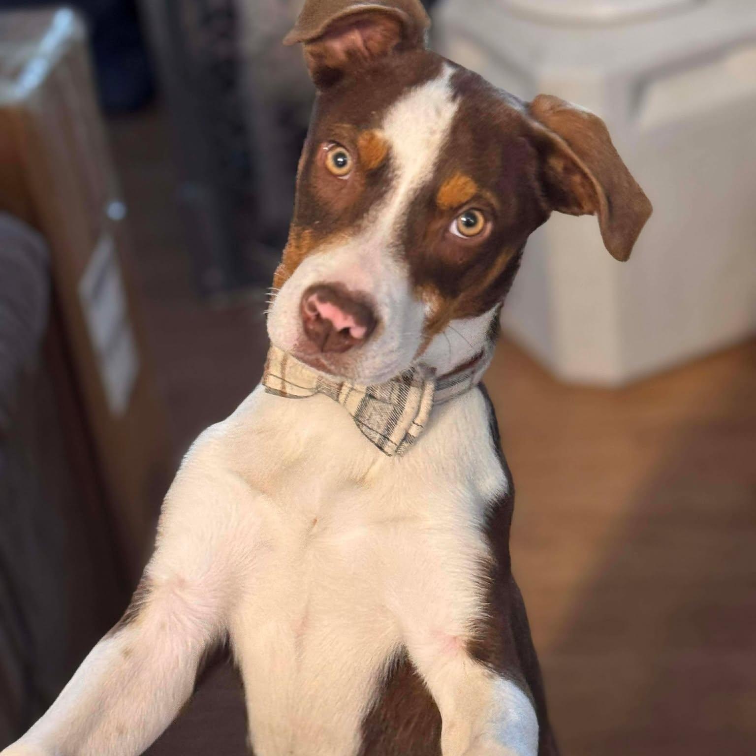 Romeo, a ADOPTABLE Mixed Breed in Kenosha, WI image 2/4