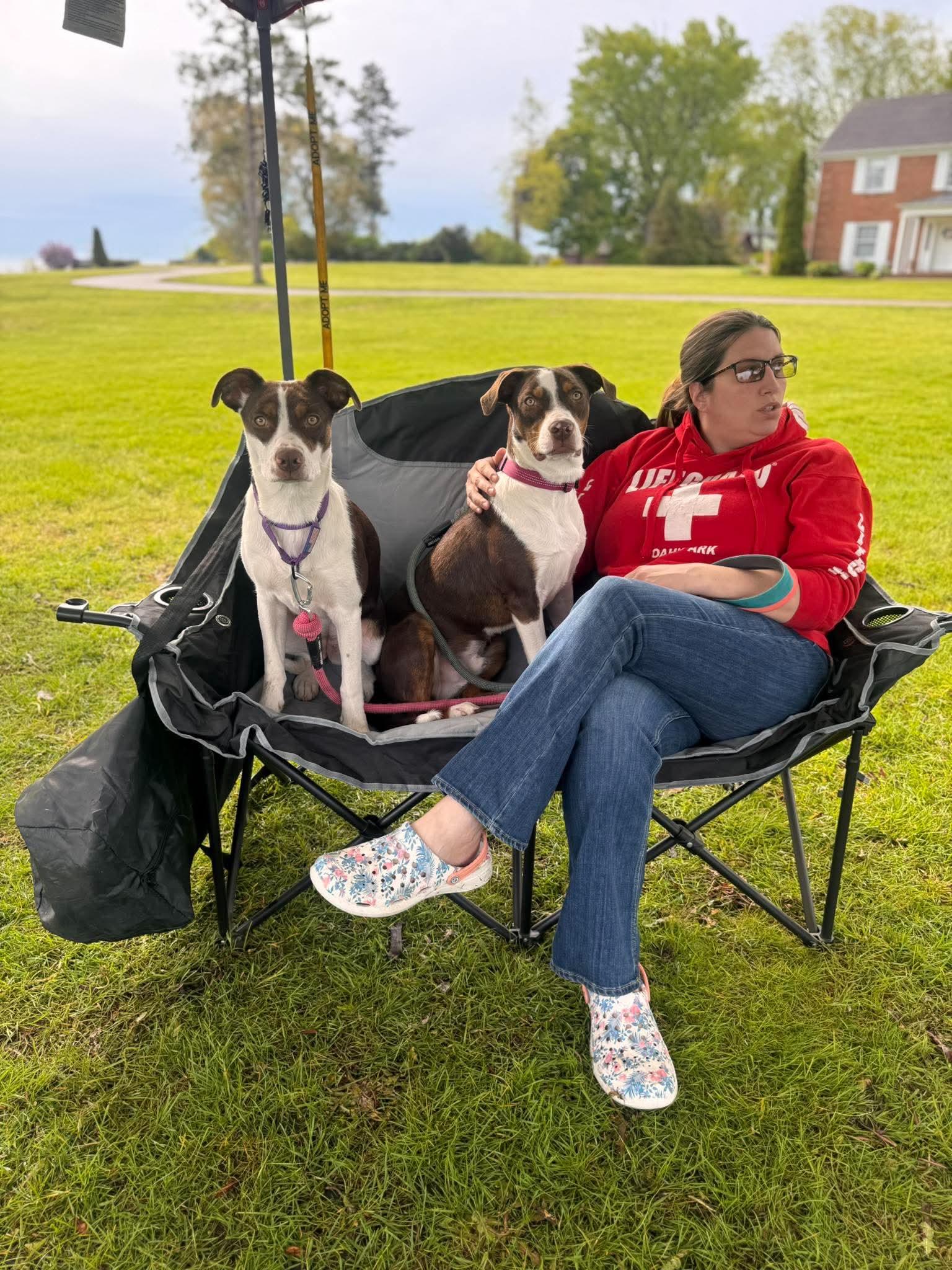 Romeo & Juliet, ADOPTABLE, Young Male Mixed Breed.