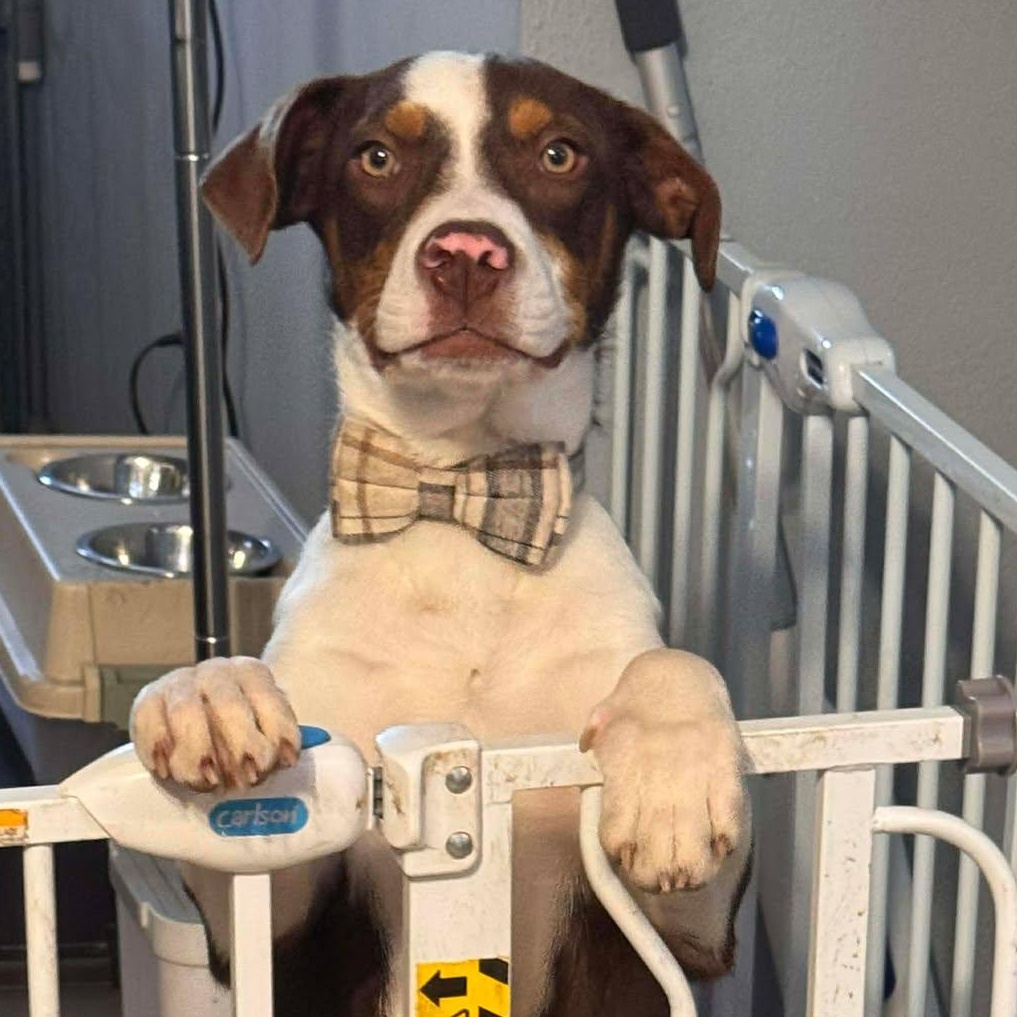 Romeo, a ADOPTABLE Mixed Breed in Kenosha, WI image 4/4