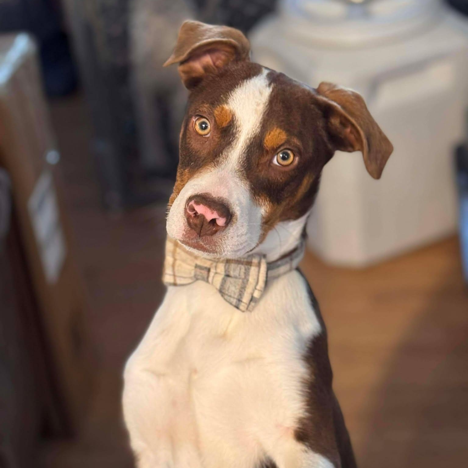 Romeo, ADOPTABLE, Young Male Mixed Breed.