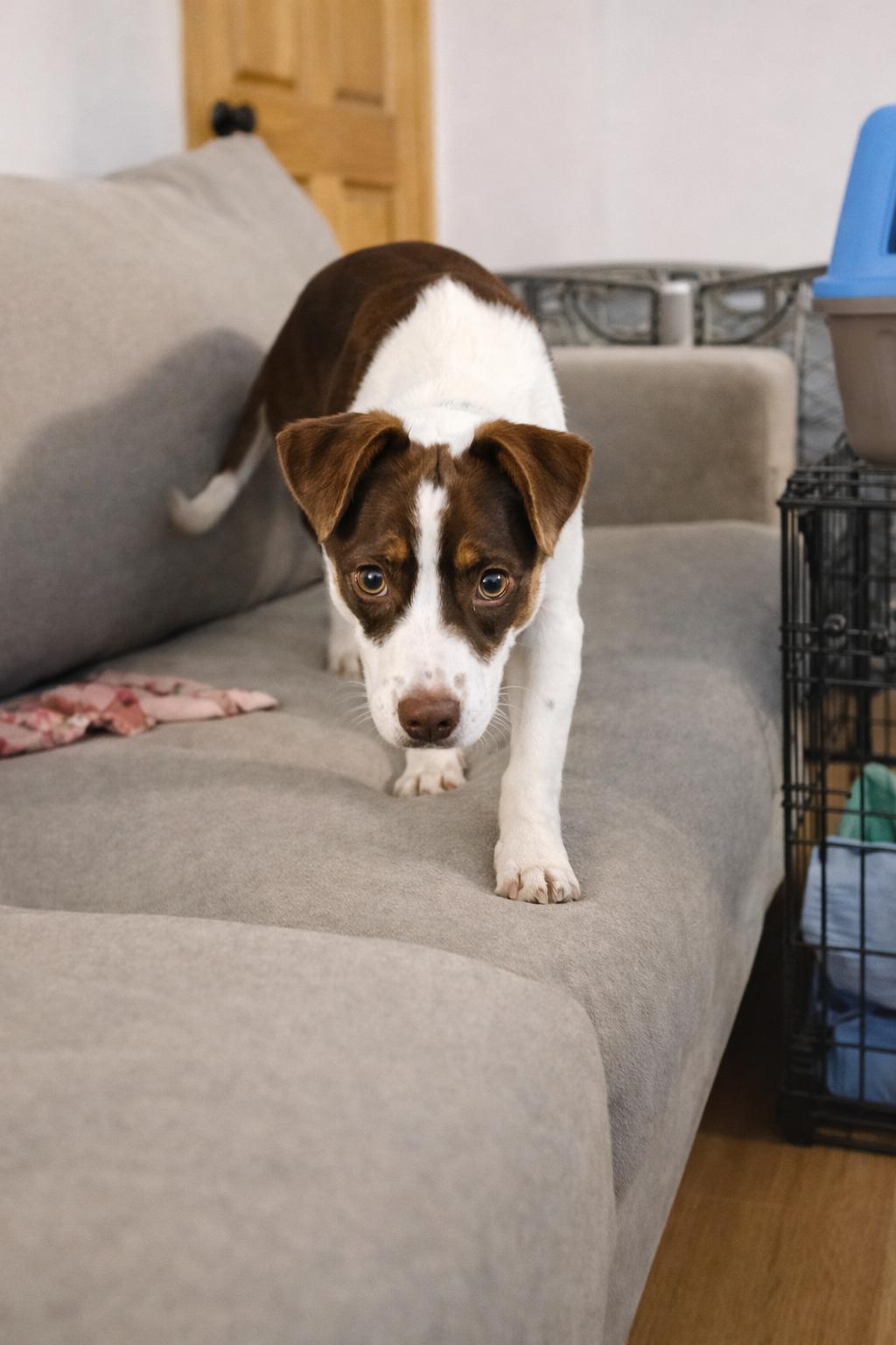 Enlarge Romeo & Juliet, a ADOPTABLE Mixed Breed in Kenosha, WI image 5/5