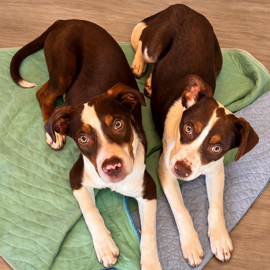 Romeo & Juliet, ADOPTABLE, Young Male Mixed Breed.