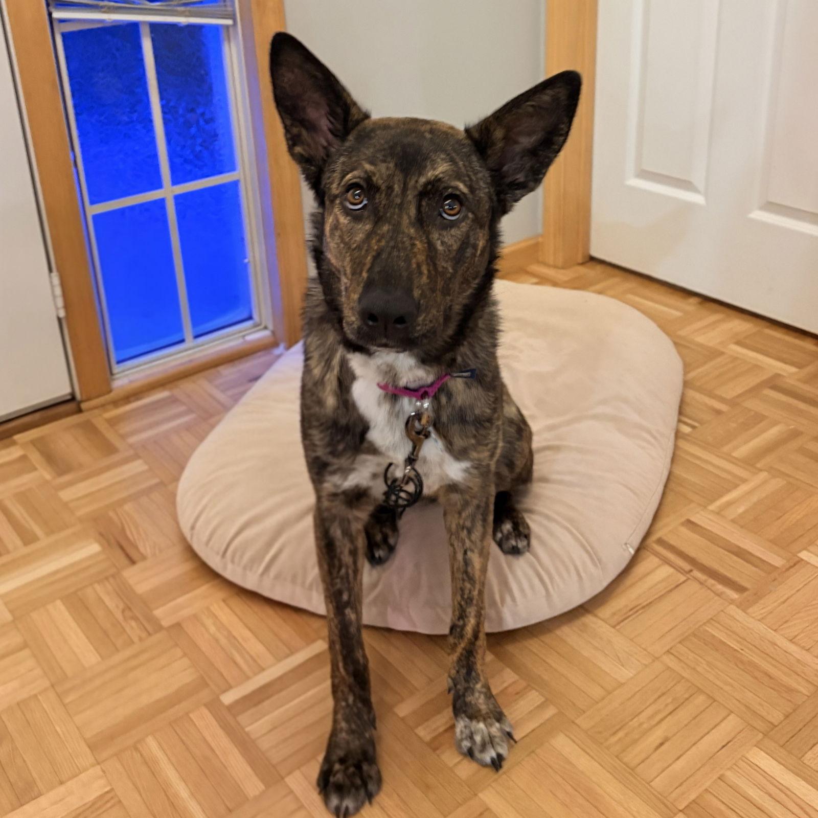 Kayah, Adoptable, Young Female Shepherd.