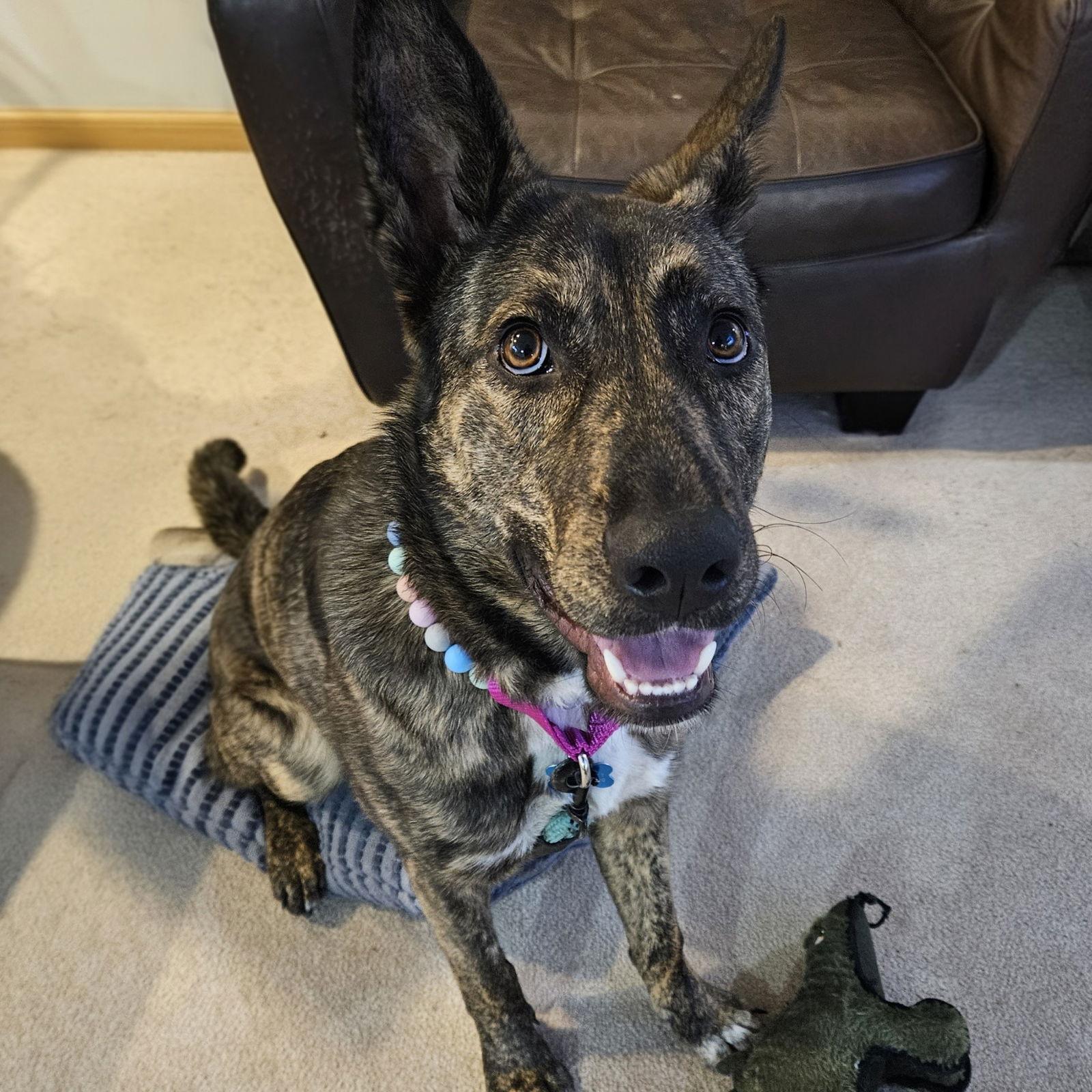 Kayah, Adoptable, Young Female Shepherd.