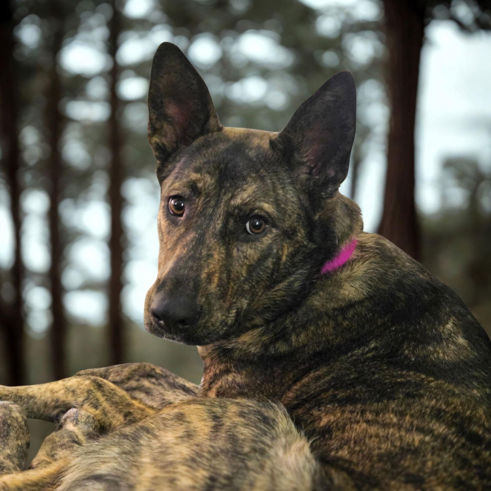 Enlarge Kayah, a Adoptable Shepherd in Fargo, ND image 2/3