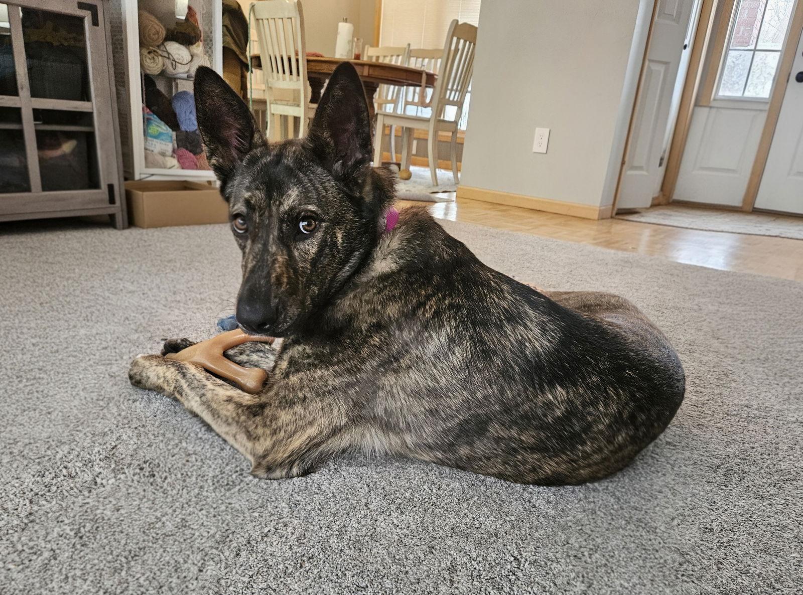 Enlarge Kayah, a Adoptable Shepherd in Fargo, ND image 3/3