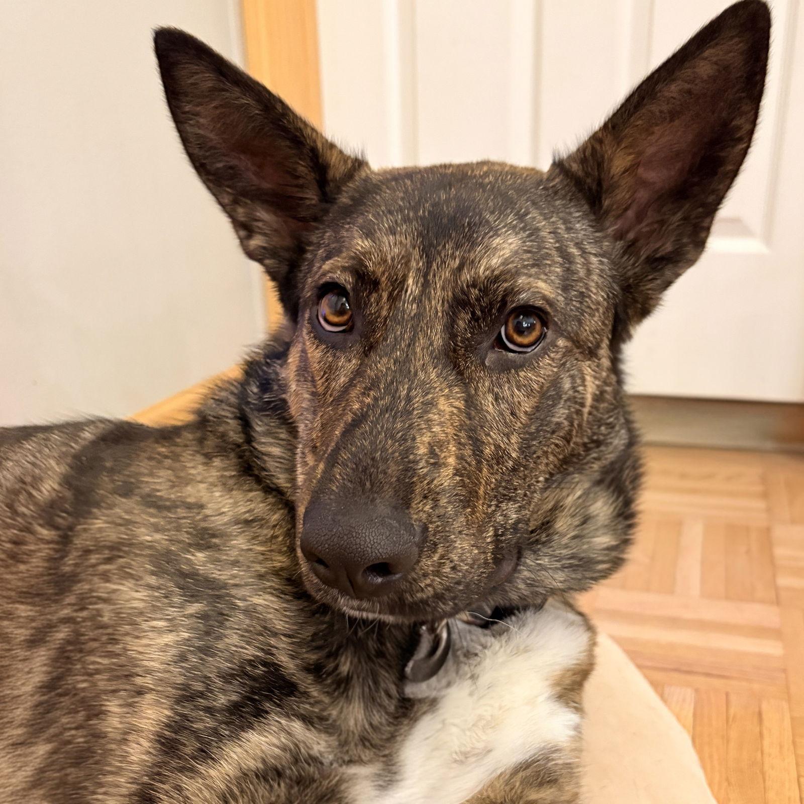 Kayah, a Adoptable Shepherd in Fargo, ND image 2/3