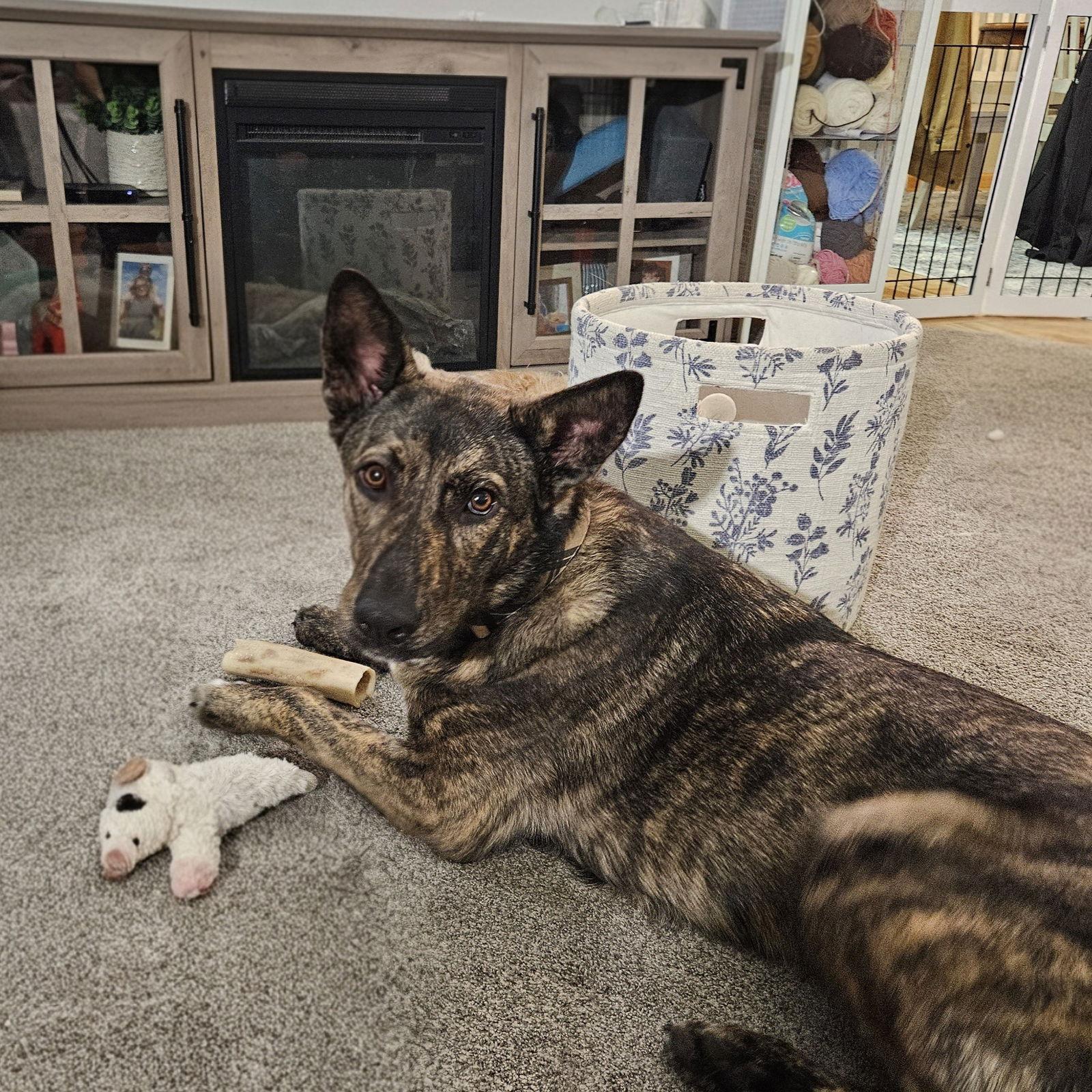 Kayah, a Adoptable Shepherd in Fargo, ND image 3/3