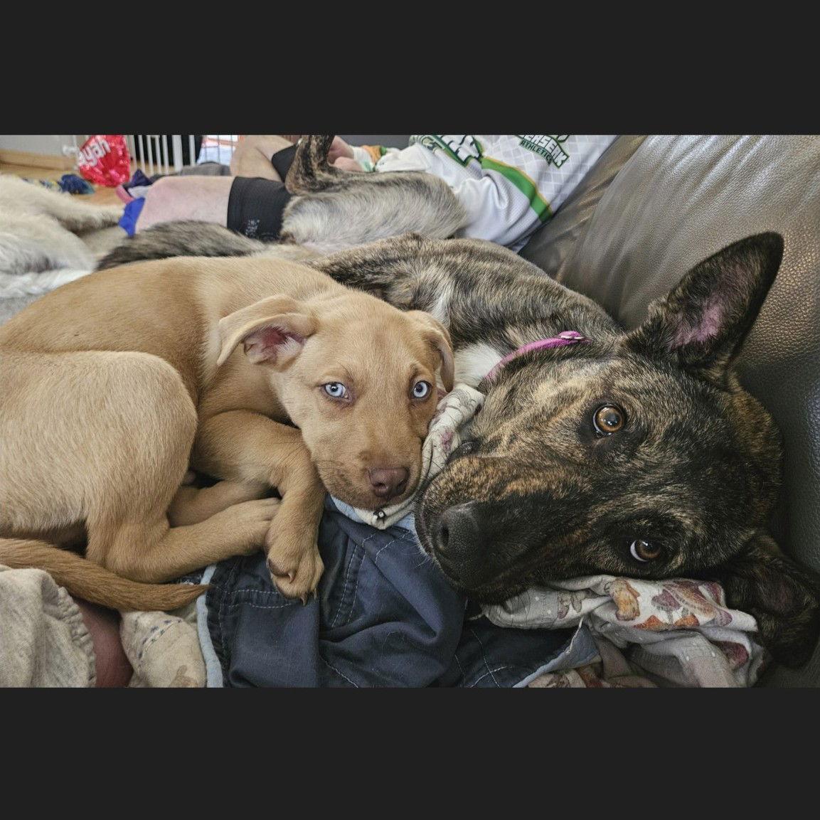 Kayah — thumbnail 3