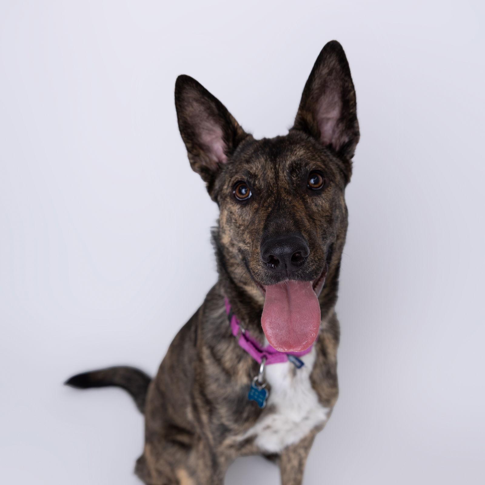 Enlarge Kayah, a Adoptable Shepherd in Fargo, ND image 1/3