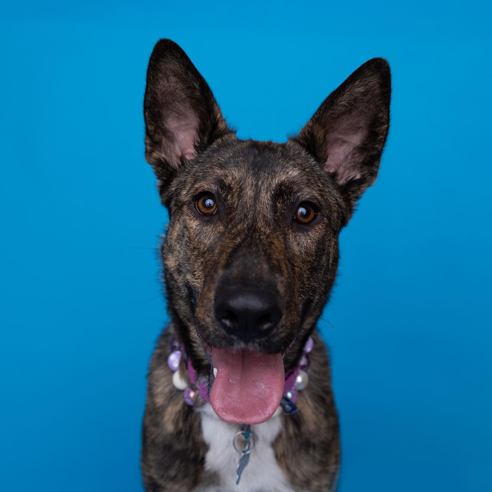 Enlarge Kayah, a Adoptable Shepherd in Fargo, ND image 2/3
