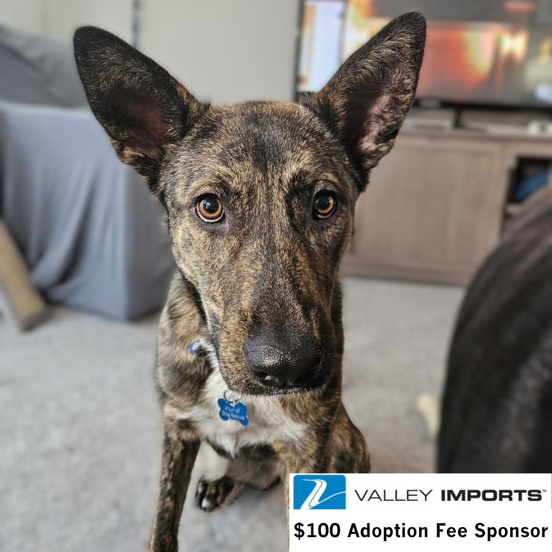 Enlarge Kayah, a Adoptable Shepherd in Fargo, ND image 3/3