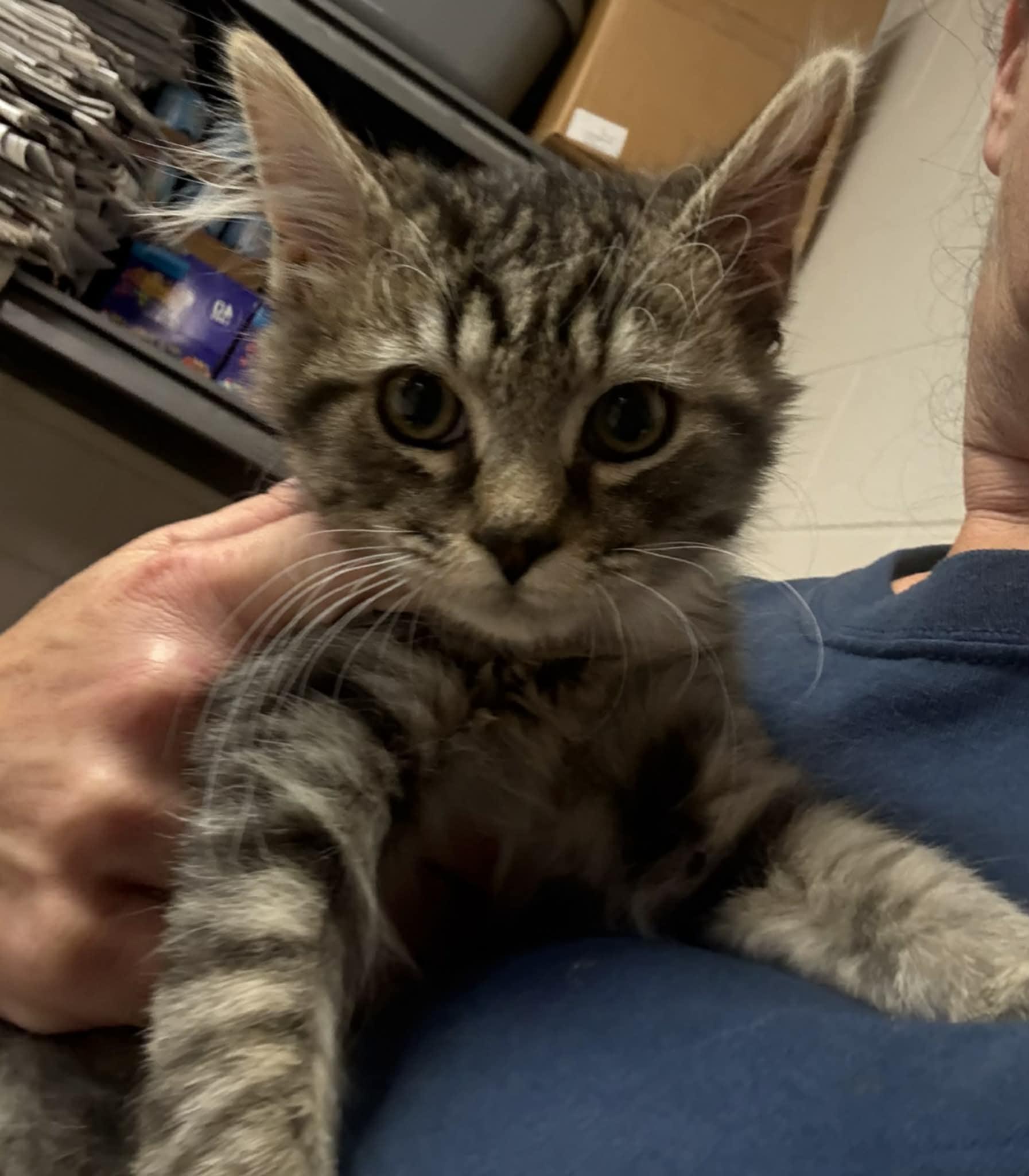 Enlarge Freddie, a Adoptable Domestic Medium Hair in Orange, VA image 1/3