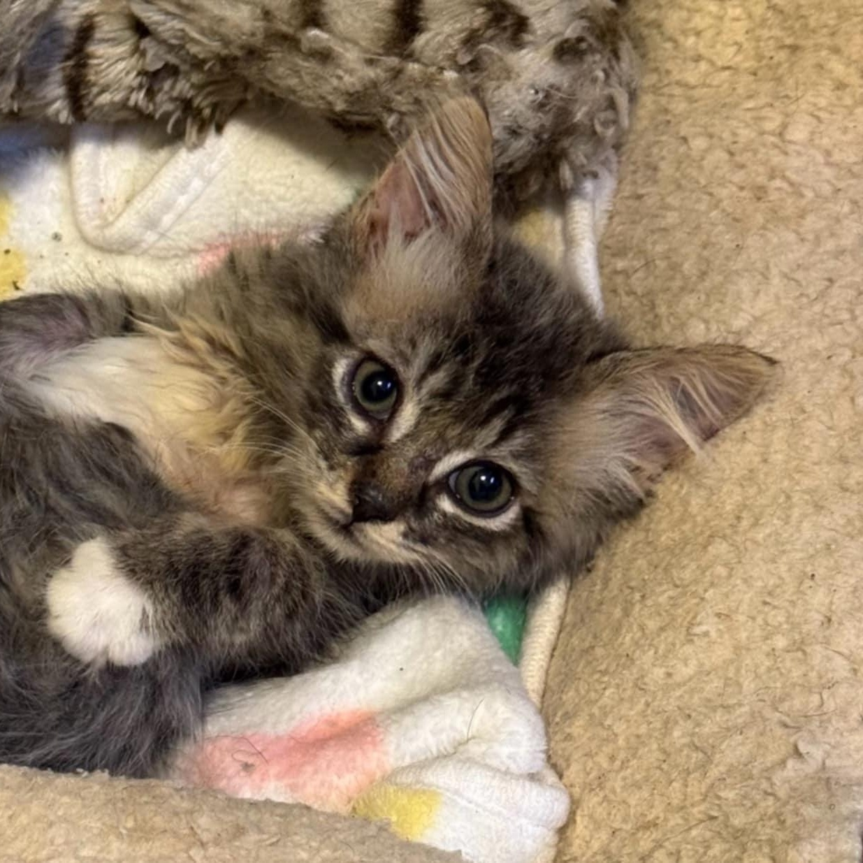 Enlarge Freddie, a Adoptable Domestic Medium Hair in Orange, VA image 3/3