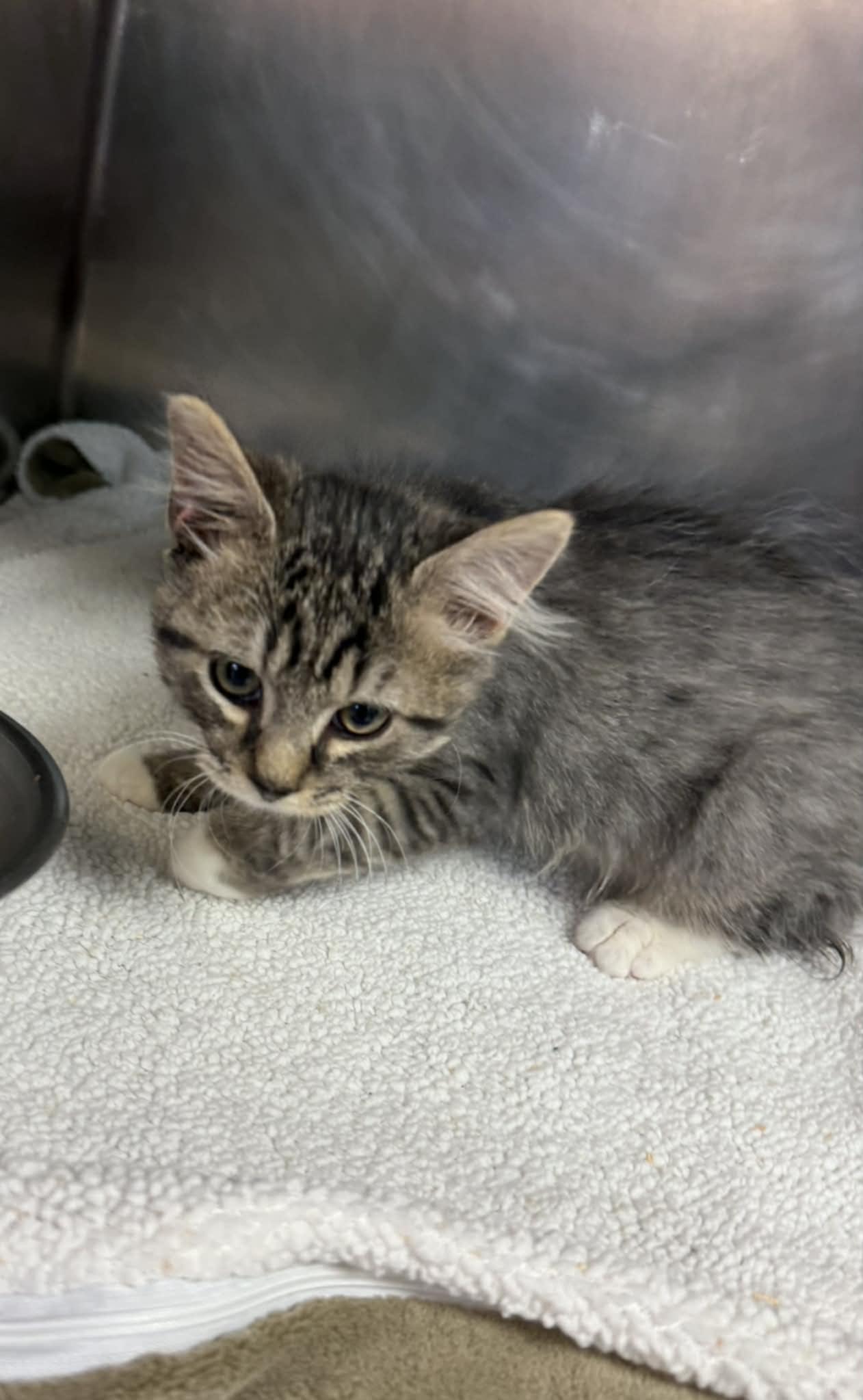 Enlarge Freddie, a Adoptable Domestic Medium Hair in Orange, VA image 2/3