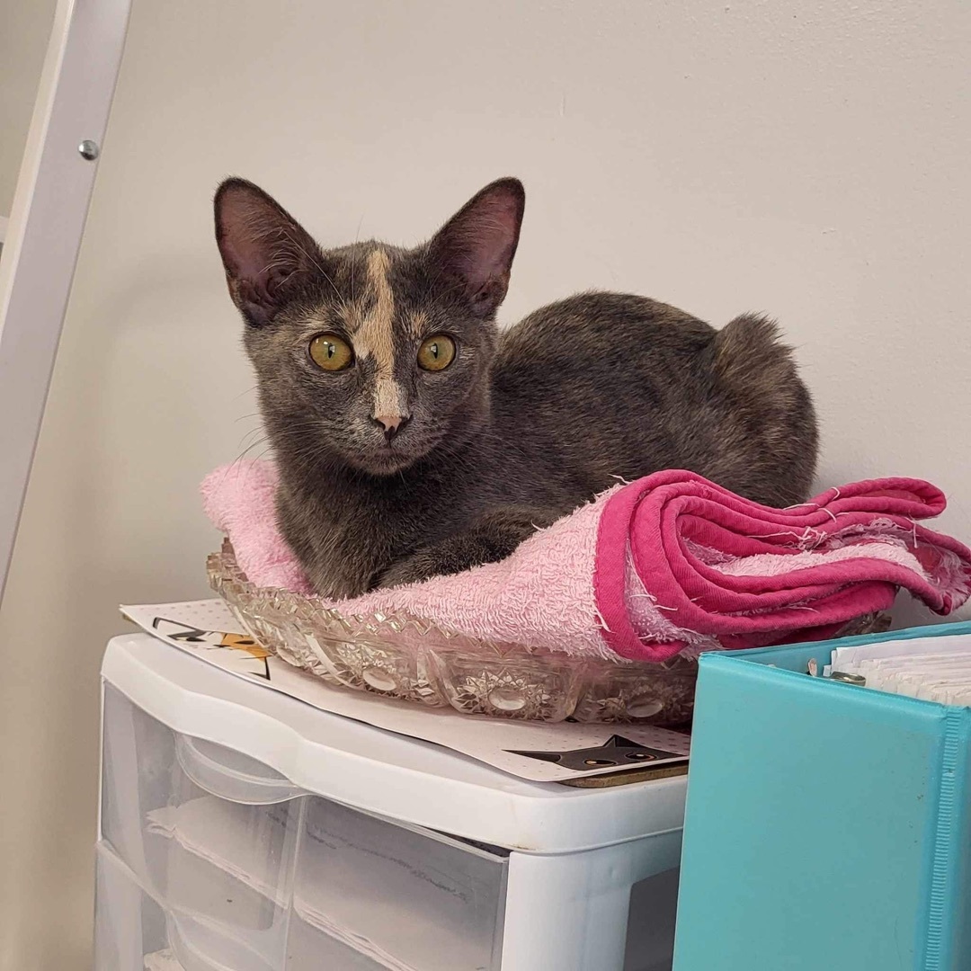 Gizmo, an adoptable Domestic Short Hair in Saint Charles, MO image 1/4