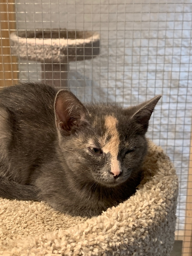 Gizmo, an adoptable Domestic Short Hair in Saint Charles, MO image 2/4